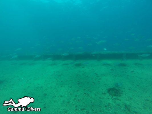 dive tour in Bushehr 